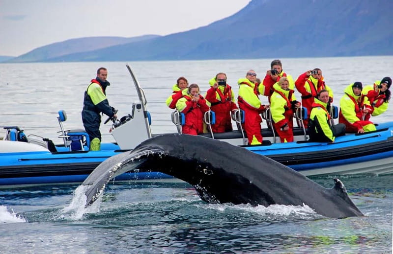 Húsavík: Original Big Whale Safari & Puffins by Speedboat - Meeting the crew in central Húsavík