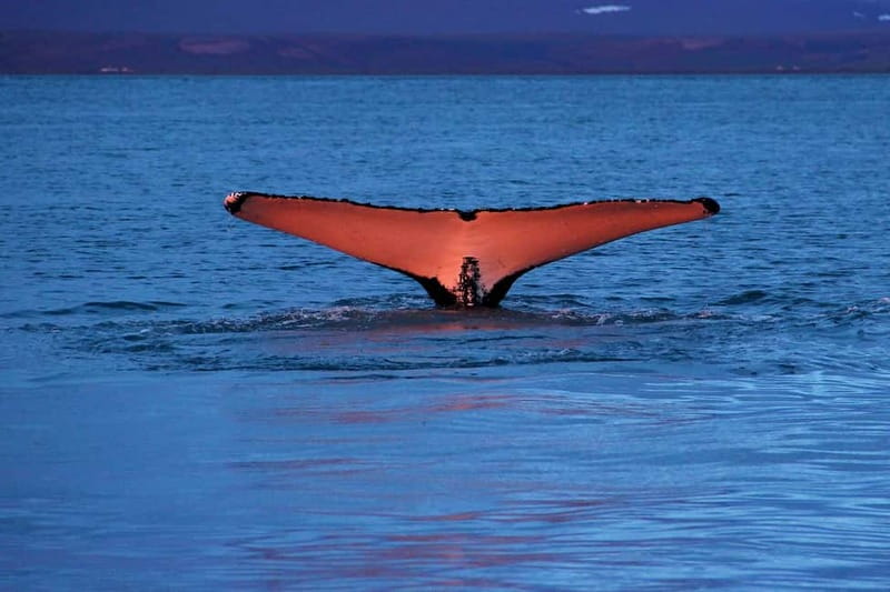 Húsavík: Traditional Whale Watching Tour - Key points before you book