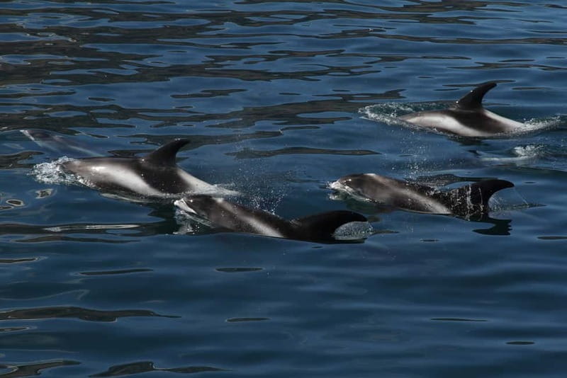 Húsavík: Traditional Whale Watching Tour - Who will enjoy this tour most?