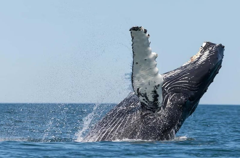 Húsavík: Traditional Whale Watching Tour - Why Húsavík is a good place for whale watching