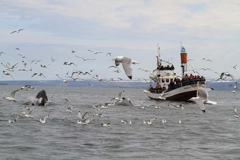Húsavík: Traditional Whale Watching Tour - The three-hour search across Skjálfandi Bay