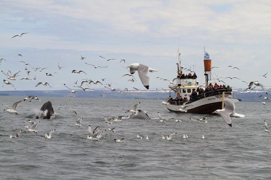 Húsavík: Traditional Whale Watching Tour - What you might see in the bay