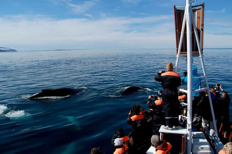 Húsavík: Traditional Whale Watching Tour - Guides who make the difference