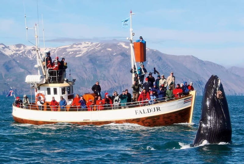Húsavík: Traditional Whale Watching Tour - Staying warm when Iceland changes its mind