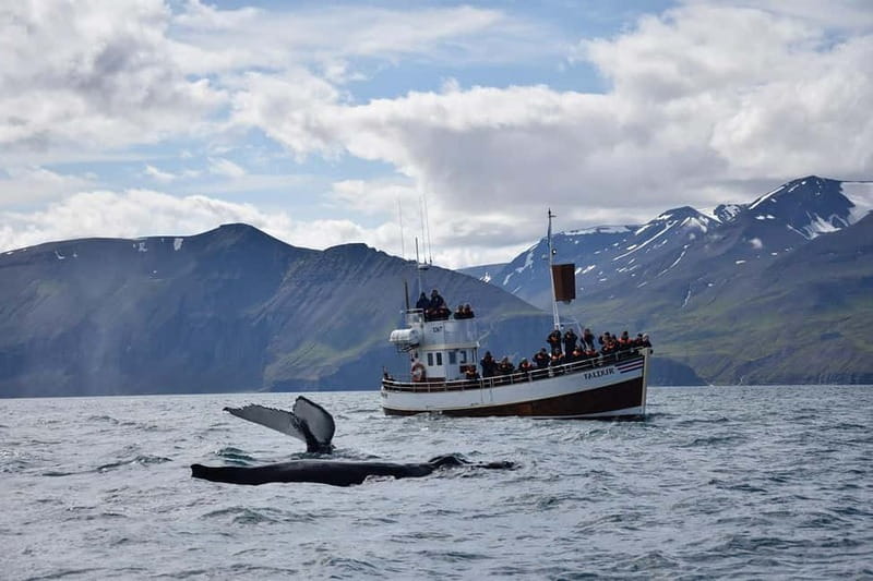 Húsavík: Traditional Whale Watching Tour - Is $100 a fair price?