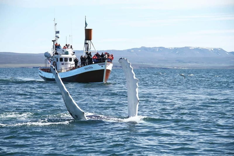 Húsavík: Traditional Whale Watching Tour - Checking in at Gentle Giants in central Húsavík