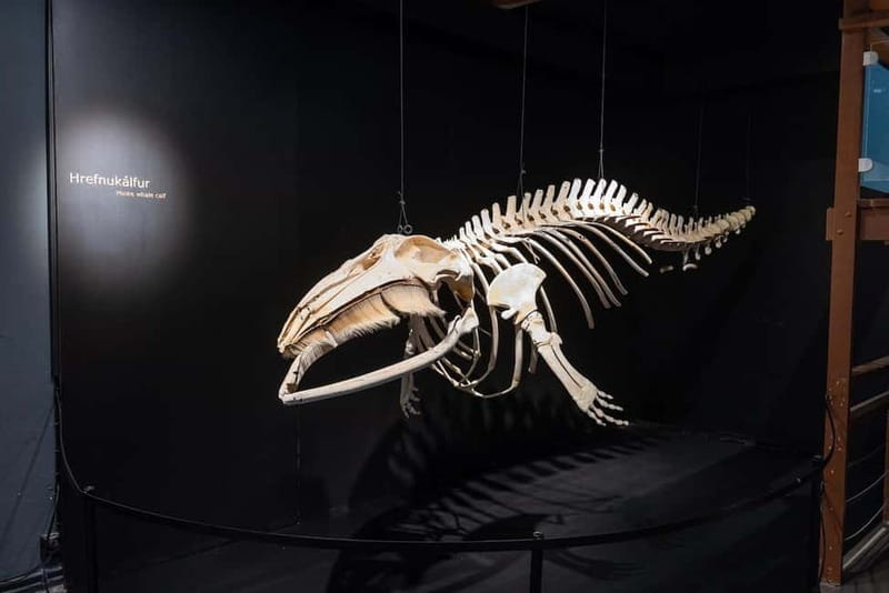 Húsavík: Whale Museum Entry Ticket - Start With the Real Whale Skeletons