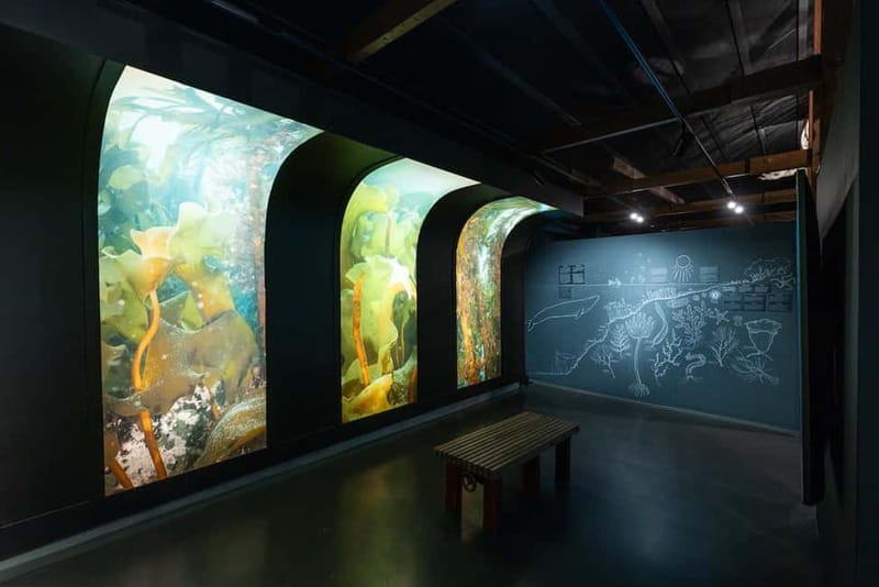 Húsavík: Whale Museum Entry Ticket - Whale Evolution and the Long Road Back to the Sea