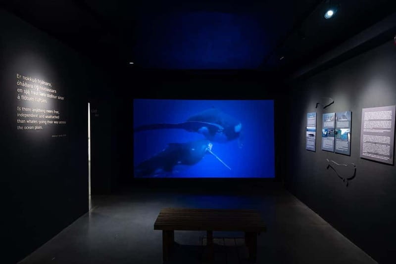 Húsavík: Whale Museum Entry Ticket - Behavior, Mating Patterns, and Atlantic Species