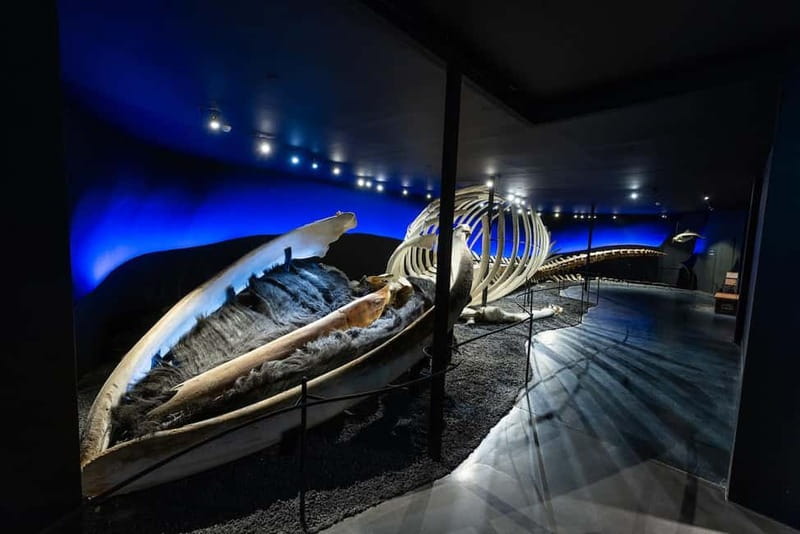 Húsavík: Whale Museum Entry Ticket - Iceland’s Whaling Past and Conservation Work
