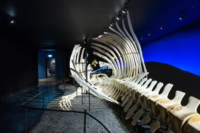Húsavík: Whale Museum Entry Ticket - What $21 Buys You