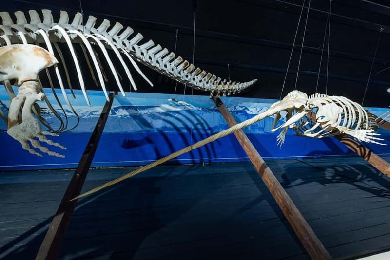 Húsavík: Whale Museum Entry Ticket - Who Will Get the Most From This Visit