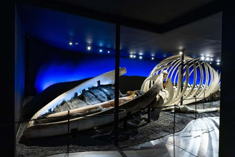 Húsavík: Whale Museum Entry Ticket - Eight Exhibition Spaces With More Than One Story