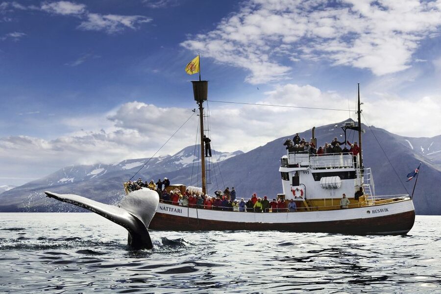 Húsavík: Whale-Watching Cruise and Puffins Guided Tour - Húsavík Harbor and the North Sailing Office