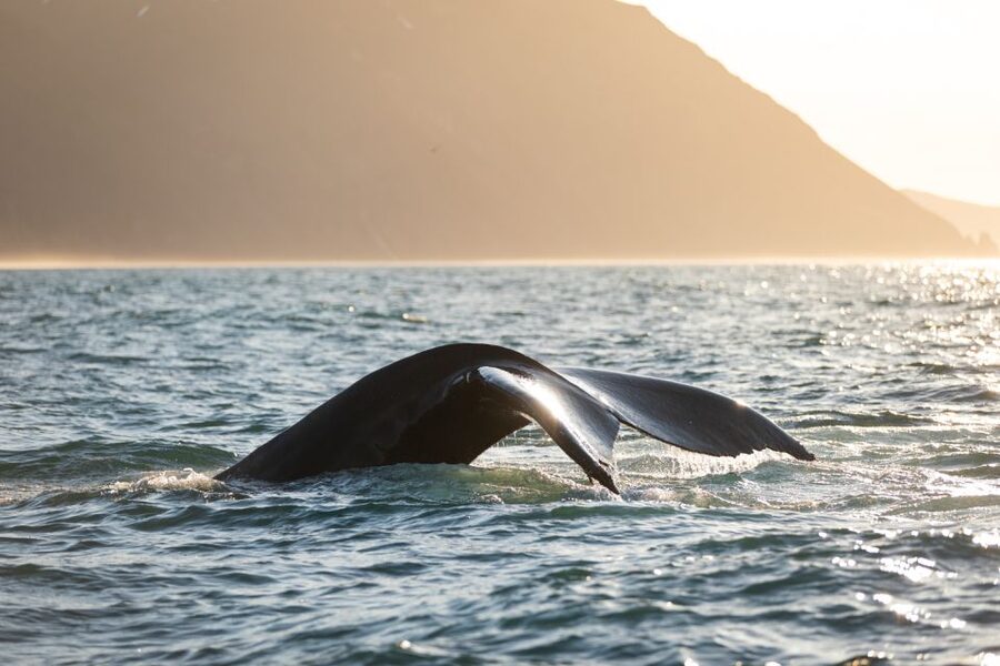 Húsavík: Whale-Watching Cruise and Puffins Guided Tour - FAQ