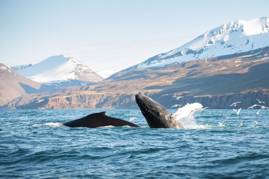 Húsavík: Whale-Watching Cruise and Puffins Guided Tour - Setting Out on the Traditional Oak Boat