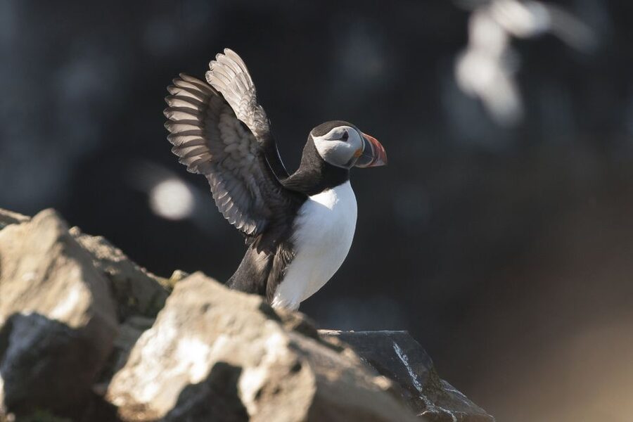 Húsavík: Whale-Watching Cruise and Puffins Guided Tour - Puffin Island From the Bay
