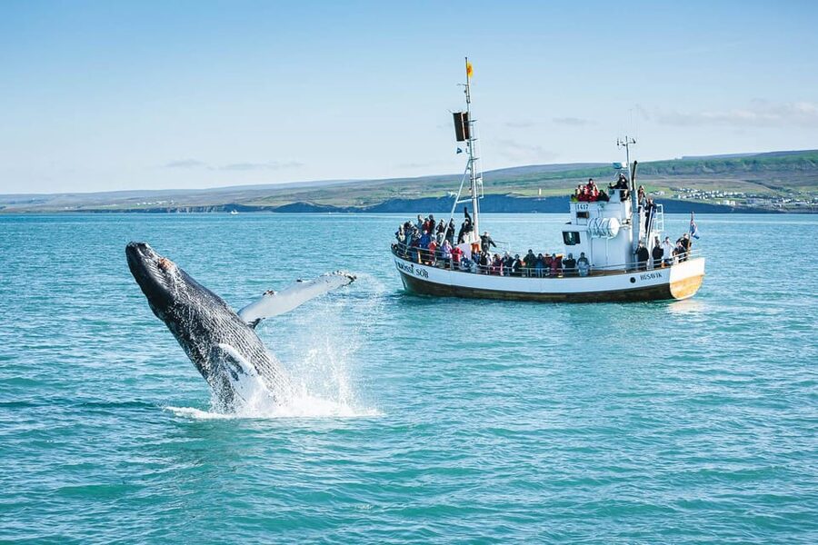 Húsavík: Whale-Watching Cruise and Puffins Guided Tour - How the $135 Price Holds Up