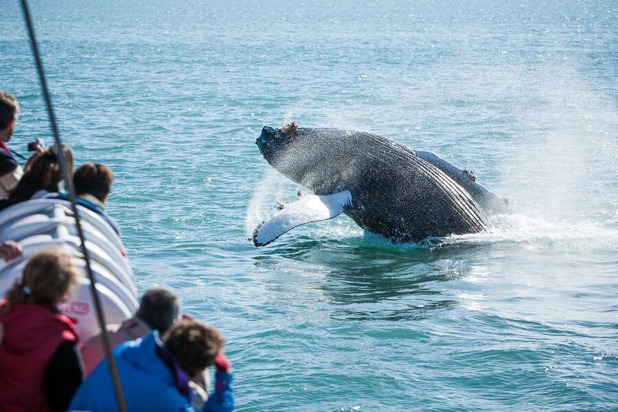 Húsavík: Whale-Watching Cruise and Puffins Guided Tour - Who Will Enjoy This Trip Most