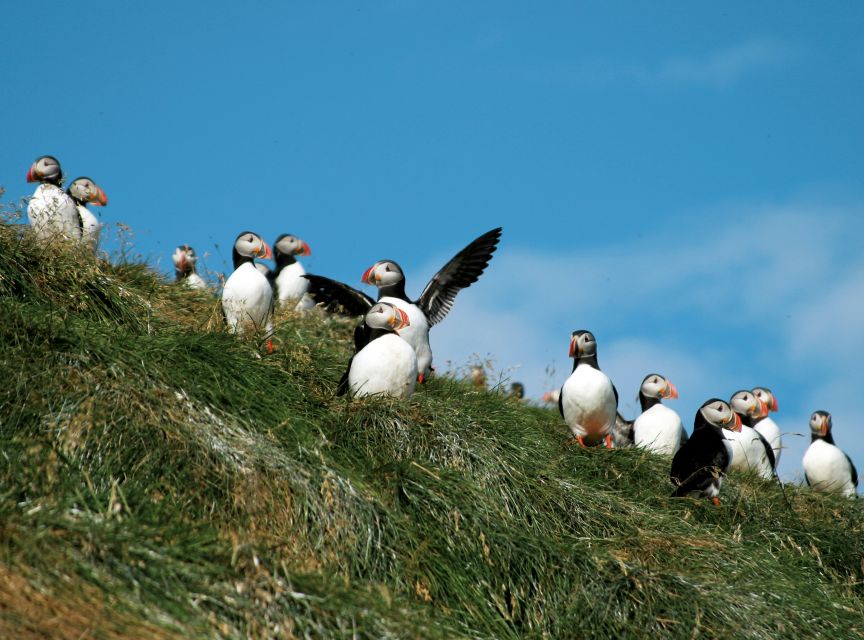Húsavík: Whale-Watching Cruise and Puffins Guided Tour - Booking Details That Matter