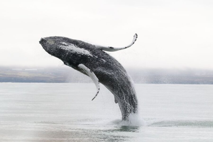 Húsavík: Whale-Watching Cruise and Puffins Guided Tour - Should You Book the Húsavík Whale and Puffin Cruise?