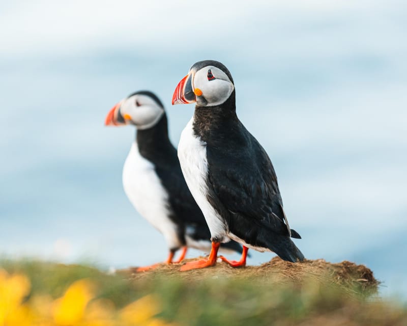 Húsavík: Whale-Watching Cruise and Puffins Guided Tour - Searching Skjálfandi Bay for Whales