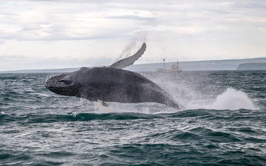 Húsavík: Whale Watching – Family Run with Indoor Seats - Key points at a glance