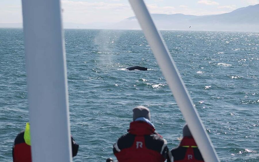 Húsavík: Whale Watching – Family Run with Indoor Seats - Searching Skjálfandi Bay for whales