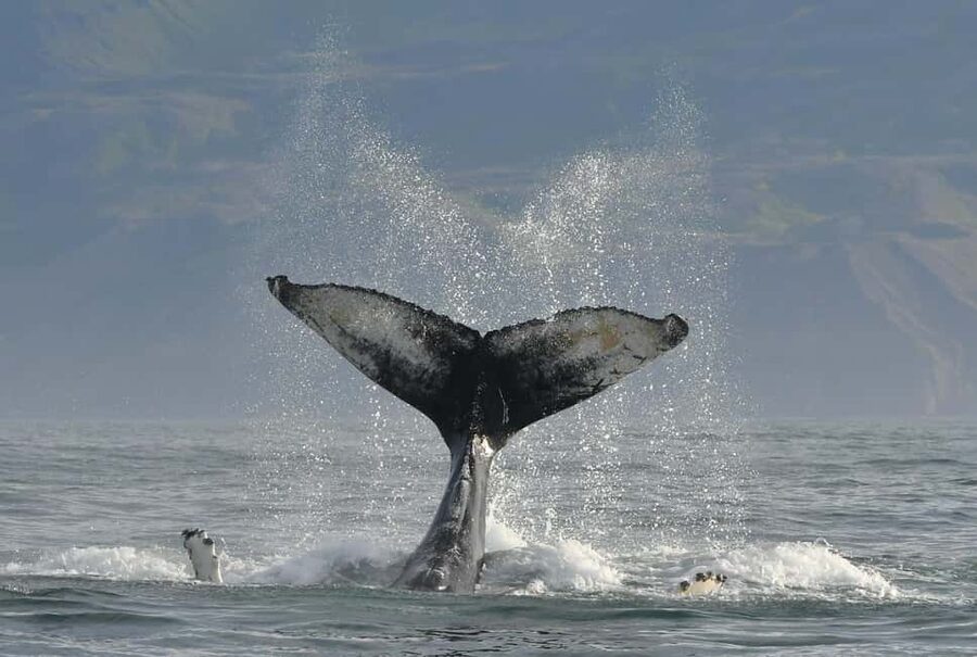Húsavík: Whale Watching – Family Run with Indoor Seats - What $96 buys you