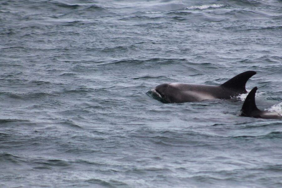 Húsavík: Whale Watching – Family Run with Indoor Seats - Picking the best season and departure