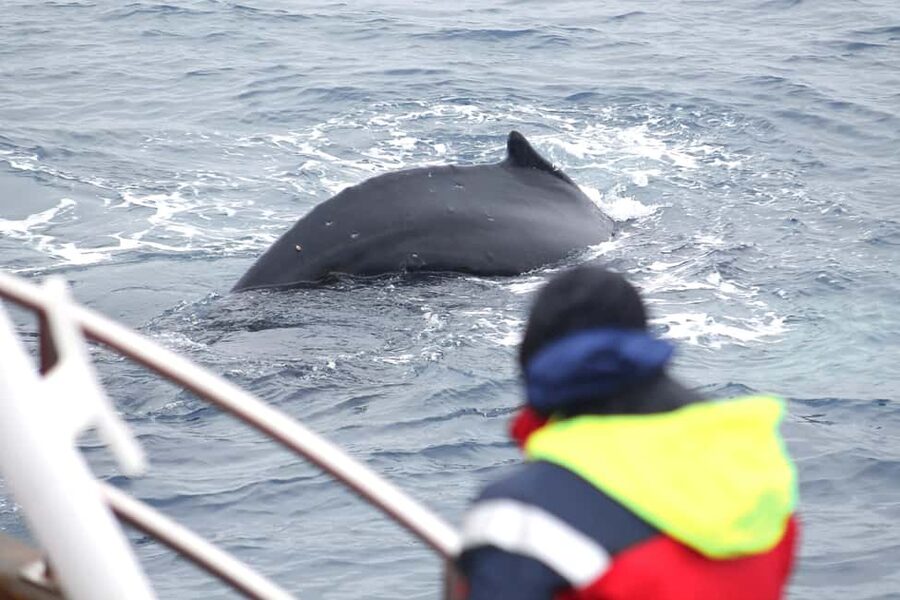 Húsavík: Whale Watching – Family Run with Indoor Seats - From Hafnarstétt 35 to the open bay