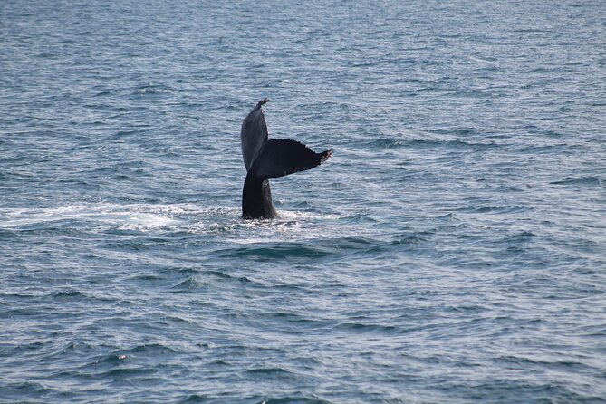 Húsavík Whale Watching Tour, family owned and operated - Is the $102.84 price good value?