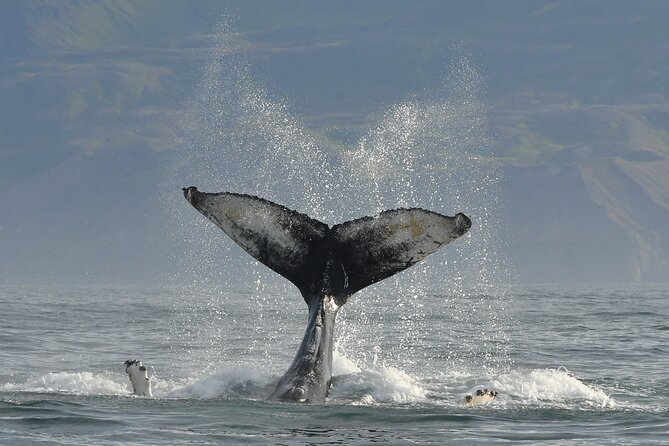 Húsavík Whale Watching Tour, family owned and operated - How this compares with a guaranteed attraction