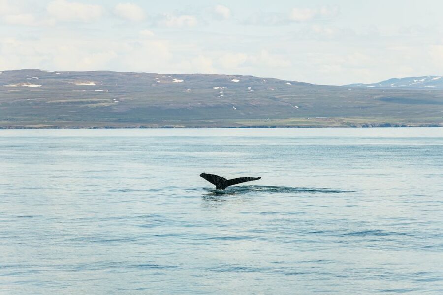 Húsavík: Whale Watching Tour with Guide - Key points to know before sailing