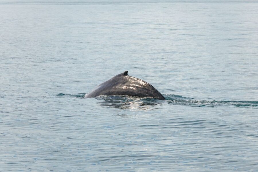 Húsavík: Whale Watching Tour with Guide - How much value do you get for $115?