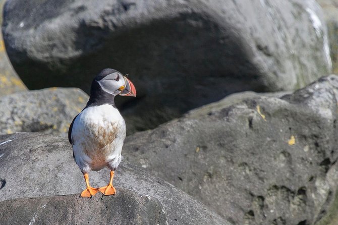 Iceland Super Saver: Puffin Cruise plus Whale-Watching Tour from Reykjavik - At a glance: what this Iceland wildlife combo includes