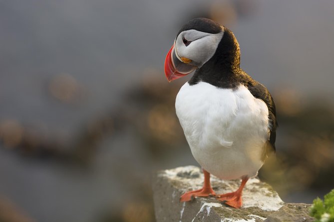 Iceland Super Saver: Puffin Cruise plus Whale-Watching Tour from Reykjavik - Akurey and the puffin cruise