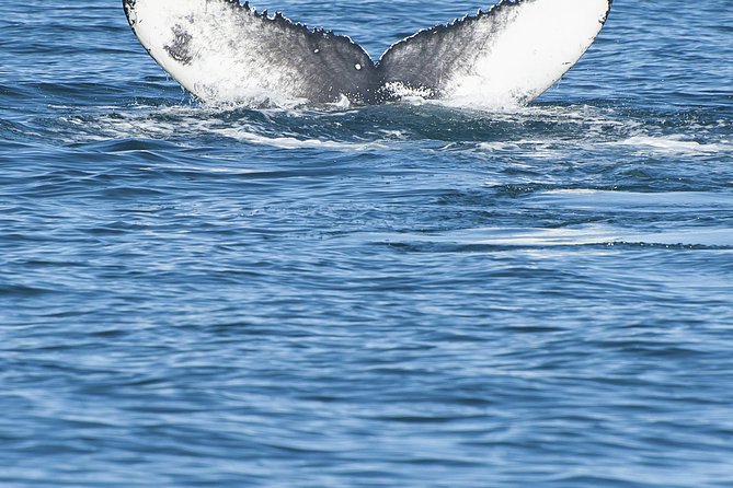 Iceland Super Saver: Puffin Cruise plus Whale-Watching Tour from Reykjavik - Warmth, comfort, and the small practical details