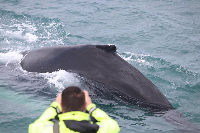 Iceland Super Saver: Puffin Cruise plus Whale-Watching Tour from Reykjavik - Is the $156.19 price good value?