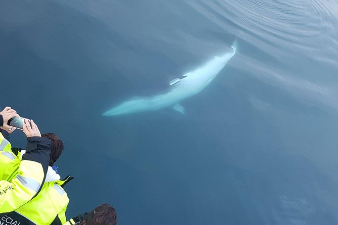 Iceland Super Saver: Puffin Cruise plus Whale-Watching Tour from Reykjavik - Guides make the difference