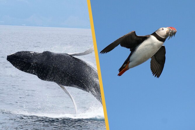 Iceland Super Saver: Puffin Cruise plus Whale-Watching Tour from Reykjavik - Leaving Reykjavik from the Old Harbour