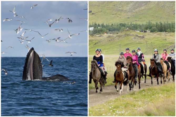 Icelandic Horse Riding and Whale Watching Cruise from Reykjavík - At a glance: five things that matter