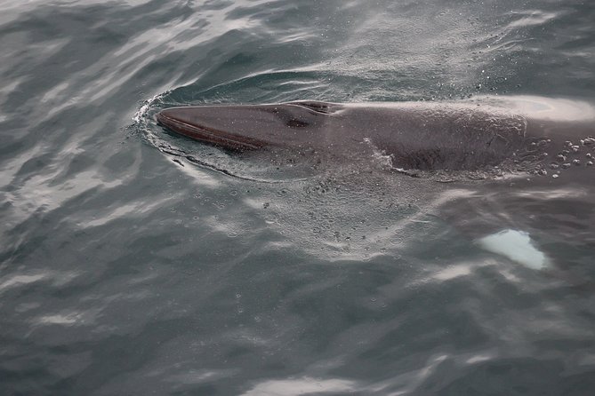 Icelandic Horse Riding and Whale Watching Cruise from Reykjavík - Rain, wind, and the right riding clothes