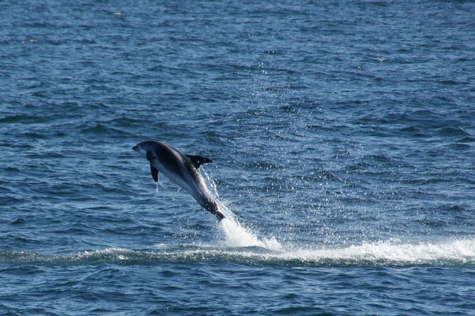 Icelandic Horse Riding and Whale Watching Cruise from Reykjavík - The move from countryside to Reykjavík harbour