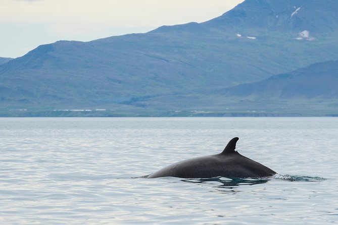 Icelandic Horse Riding and Whale Watching Cruise from Reykjavík - What happens if the whales stay away