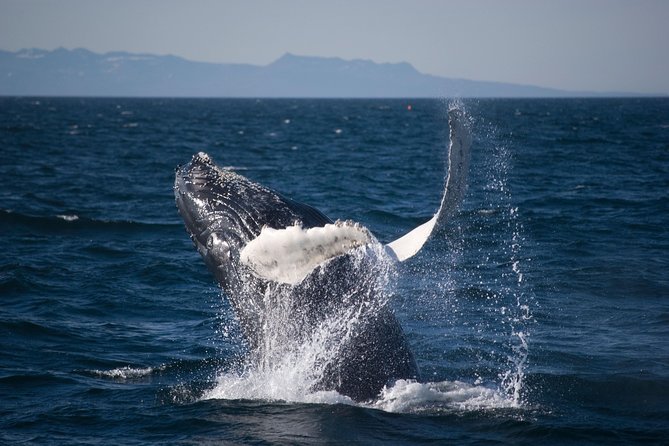 Icelandic Horse Riding and Whale Watching Cruise from Reykjavík - Is $280 a fair price?