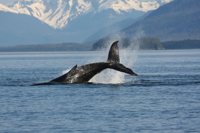 Icelandic Horse Riding and Whale Watching Cruise from Reykjavík - Who should book this day?