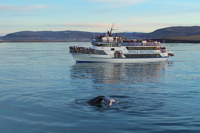 Icelandic Horse Riding and Whale Watching Tour from Reykjavik - The transfer to Reykjavik Old Harbor