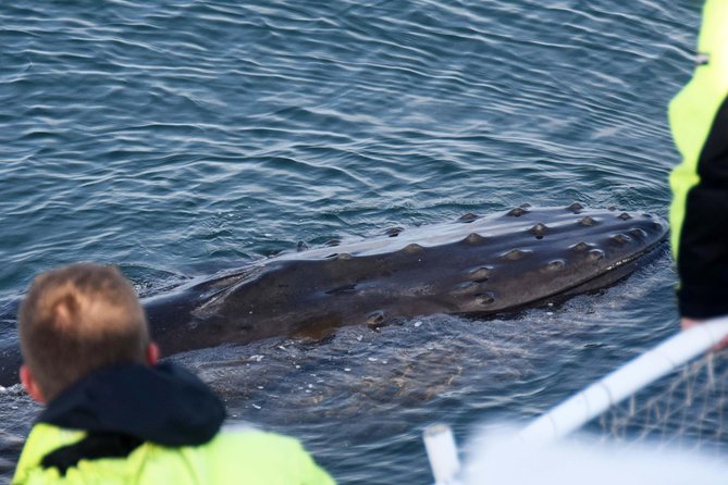 Icelandic Horse Riding and Whale Watching Tour from Reykjavik - Is $233.08 good value?