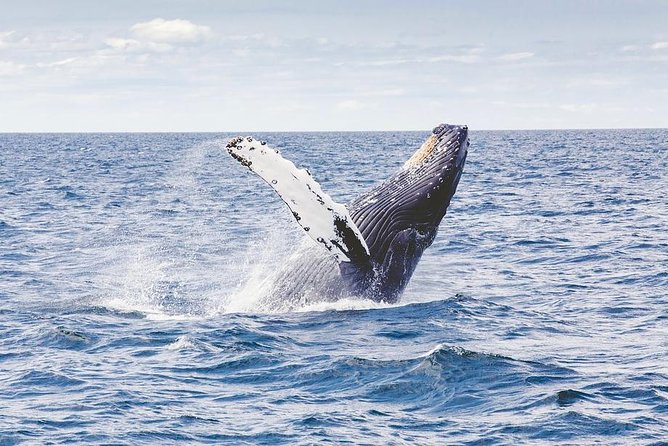 Icy Strait Shore Excursion: Whale Watching Adventure Tour - Key Points Before You Book